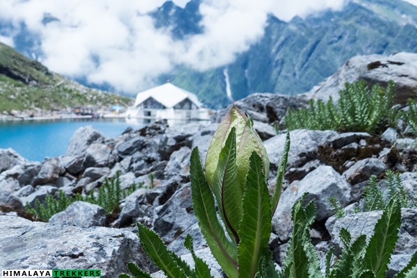 hemkund-lake-brahmakamal-and-holy-shrine