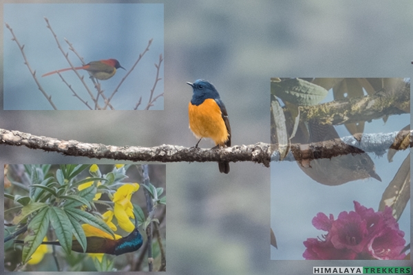 birds-in-barsey-rhododendron-sanctuary-west-sikkim