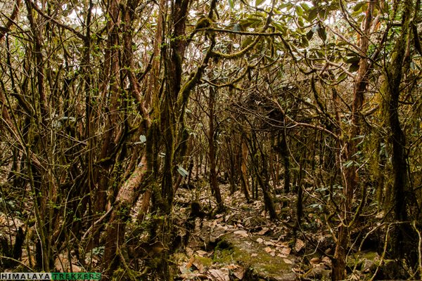 rhododendron-forest-inside-barsey-rhododendron-sanctuary-west-sikkim
