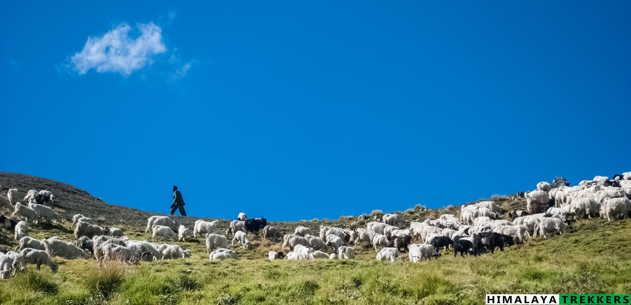 Kuari Pass Trek on Curzon Trail