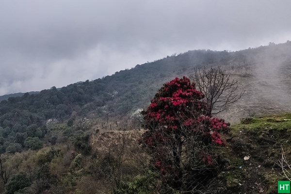 rhododendron-bloom-at-tumling-mid-april-2019