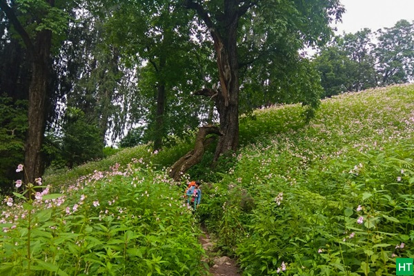 lovely-jungle-walk-in-summer-monsoon