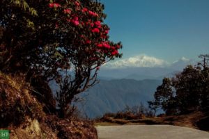 rhododendron-trek-in-spring-summer
