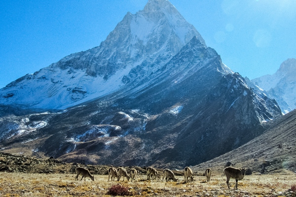 bharals-grazing-at-tapovan