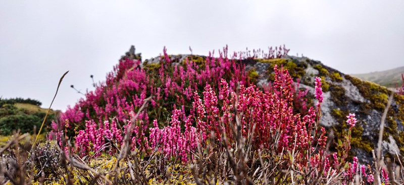 wild-flowers