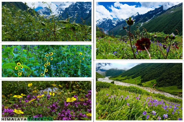 valley-of-flowers-is-unique-due-to-variety-and-amount-of-flowers