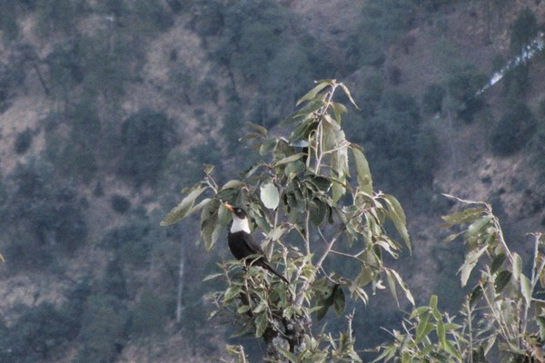 white-collared-blackbird