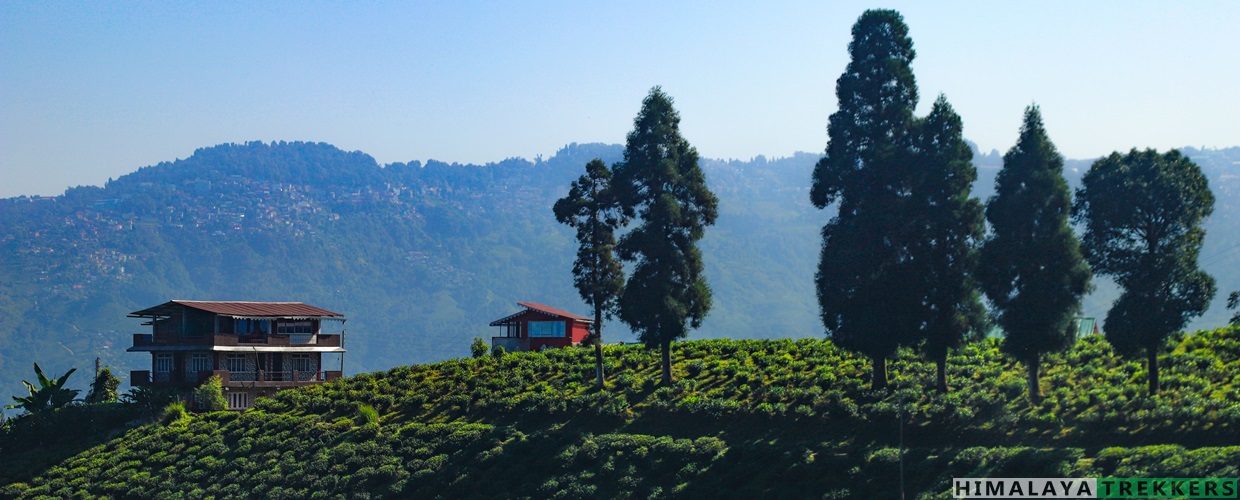 Darjeeling Tea Gardens Trek
