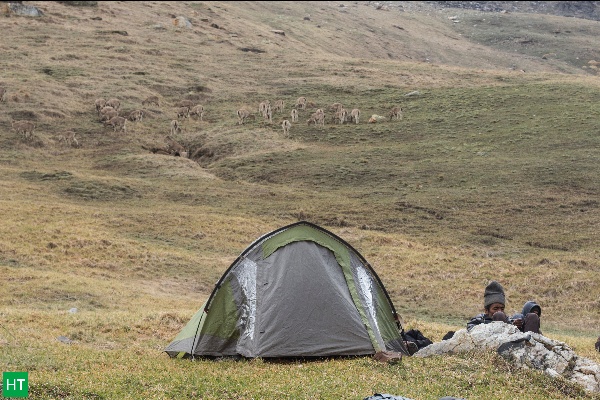 Bharals grazing on grassy slopes near Kedar Kharak campsite on the Kedartal trek.